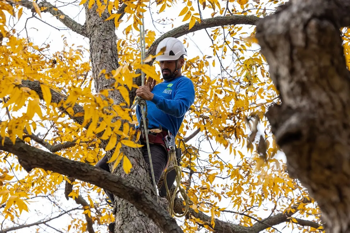 Skilled Tree Trimming crew working in Rugby